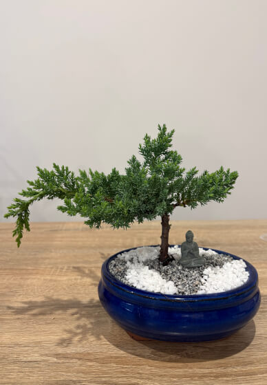 Bonsai for Beginners Workshop