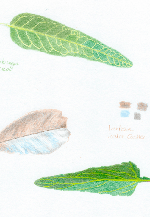 Botanical Drawing Class with Limited Coloured Pencils