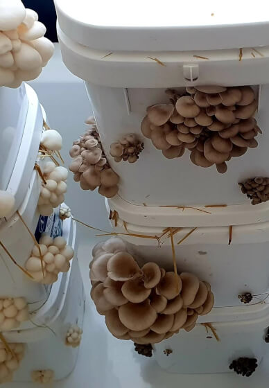 DIY Oyster Mushroom Bucket Workshop