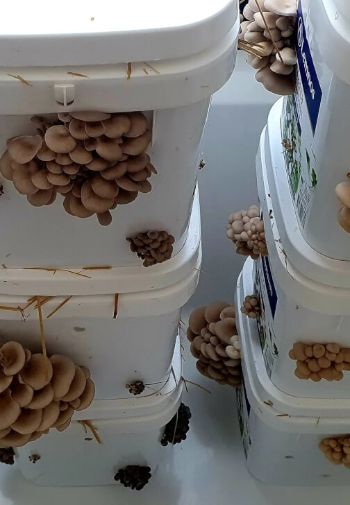 DIY Oyster Mushroom Bucket Workshop