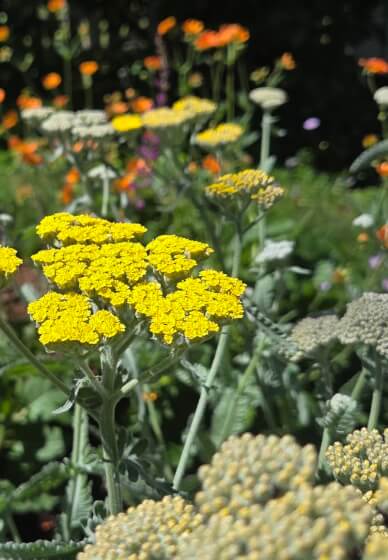 Mobile Garden Consultation Experience