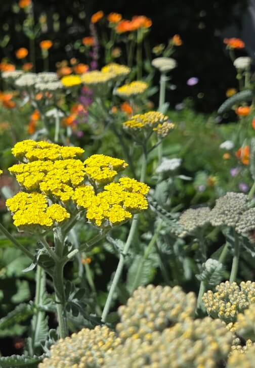 Mobile Garden Consultation Experience