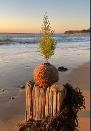 Bendigo Kokedama Workshop Wine and Twine at St Annes Winery