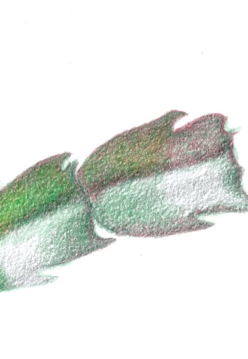 Botanical Drawing Class with Limited Coloured Pencils