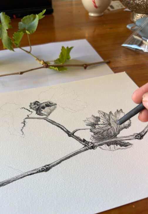 Drawing class in Tanunda