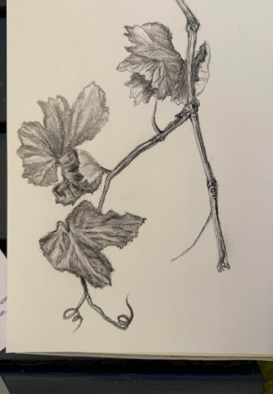 Charcoal Drawing Class: Amongst the Vines