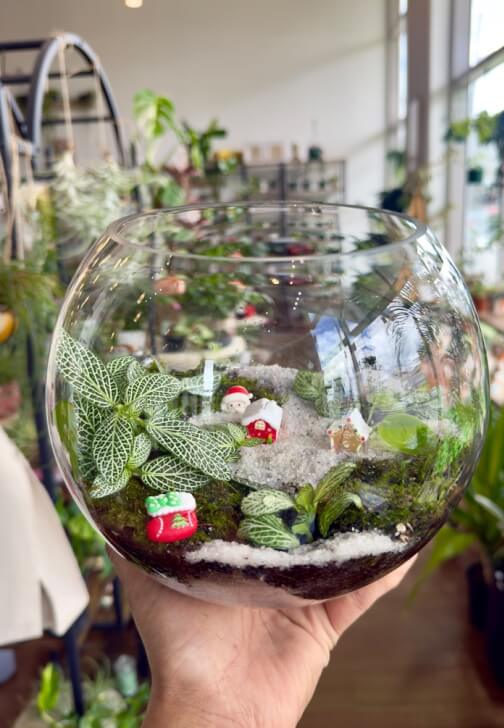 Terrarium class in Wentworthville with Wera Plants