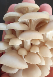 DIY Oyster Mushroom Bucket Workshop