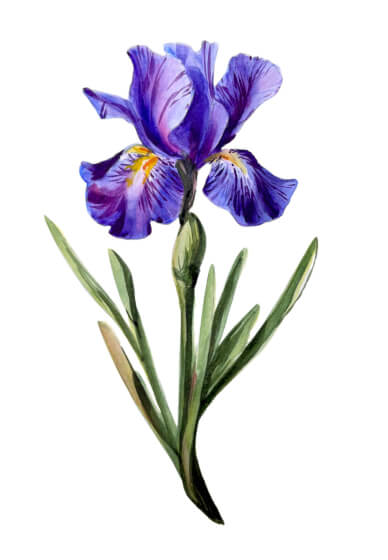 Dutch Iris Watercolour Painting Workshop