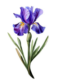 Dutch Iris Watercolour Painting Workshop