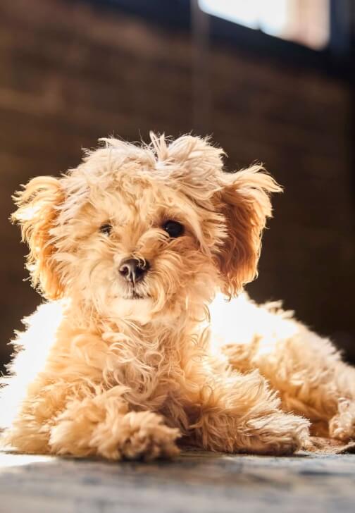 Paint a Puppy - Portrait Workshop for Beginners