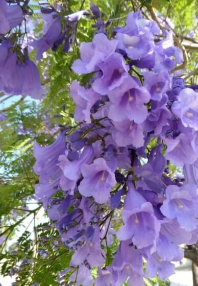 Pour a Purple Soap Under Jacaranda: Lavender Soap Making Class