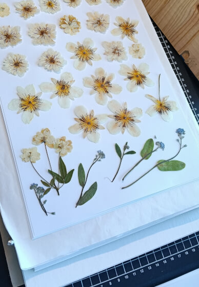 Pressed Flower Art Workshop at Rippon Lea Estate