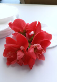 Pressed Flower Art Workshop at Rippon Lea Estate