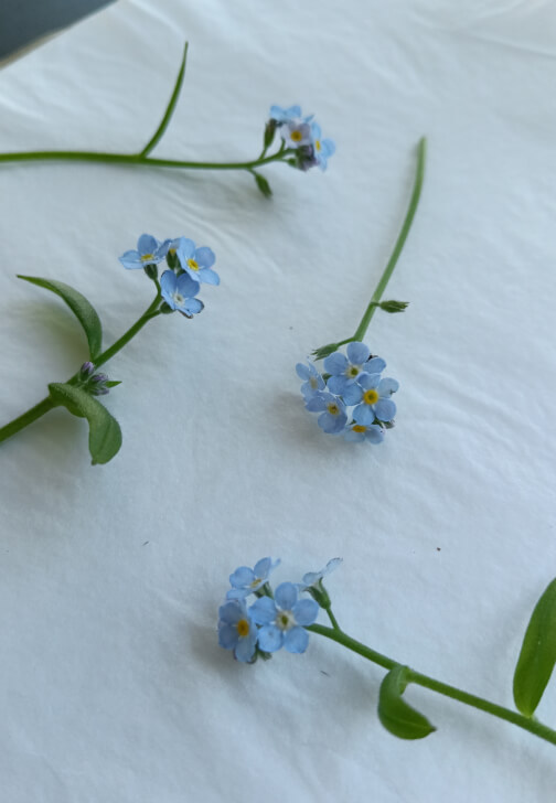Pressed Flower Art Workshop at Rippon Lea Estate