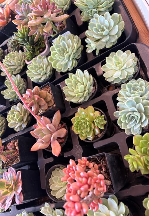 Succulent Christmas Tree Making Workshop