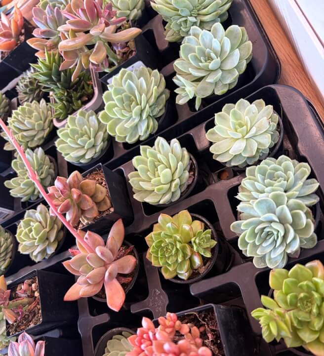 Succulent Christmas Tree Making Workshop