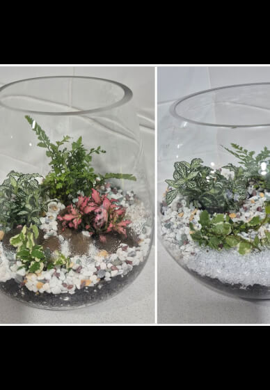 Terrarium Making Workshop: Two Options