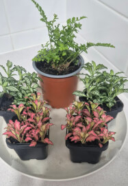 Terrarium Making Workshop: Two Options