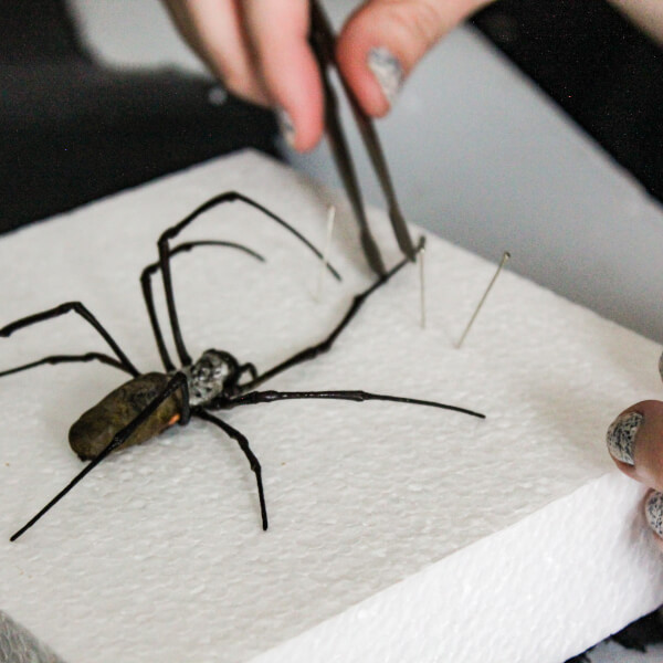 Photo from a Violet Eyes Entomology workshop