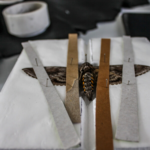 Photo from a Violet Eyes Entomology workshop