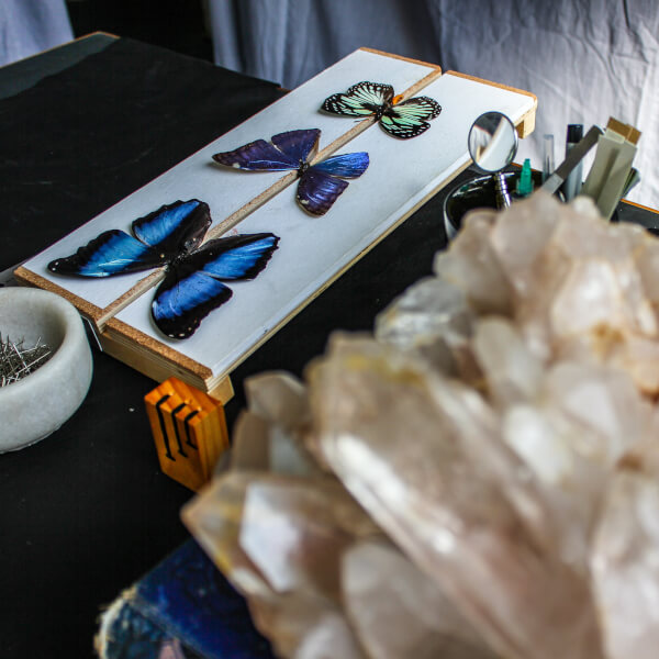 Photo from a Violet Eyes Entomology workshop