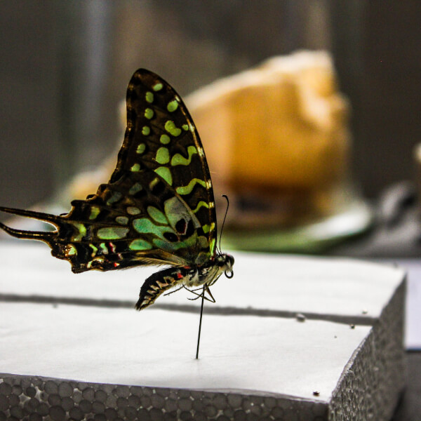 Photo from a Violet Eyes Entomology workshop
