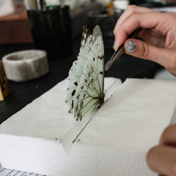 Photo from a Violet Eyes Entomology workshop