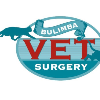Bulimba Vet Surgery