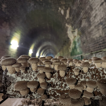 Fungi Co