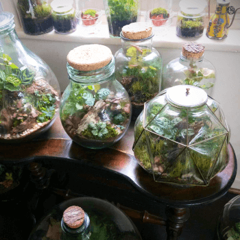 Ladyfern Indoor Plants & Vintage