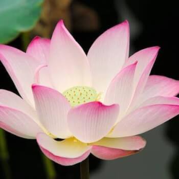 Meditate with Geri