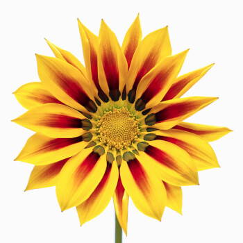 Resilience And Well-Being