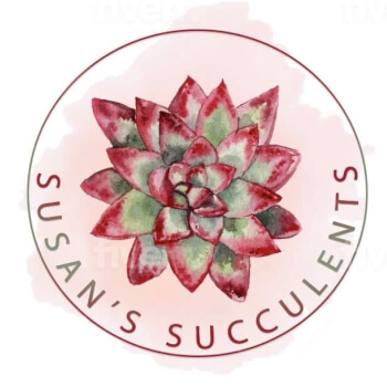 Susan's Succulents