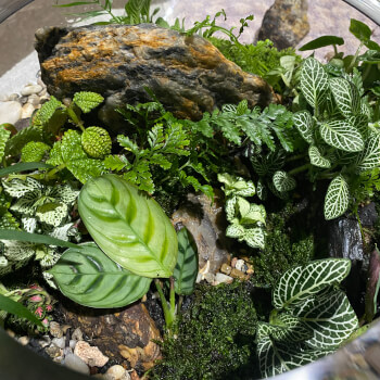 Tanyas Terrariums