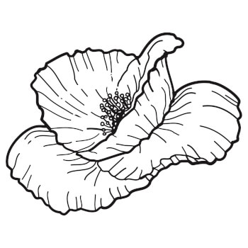 Unveiling Poppy