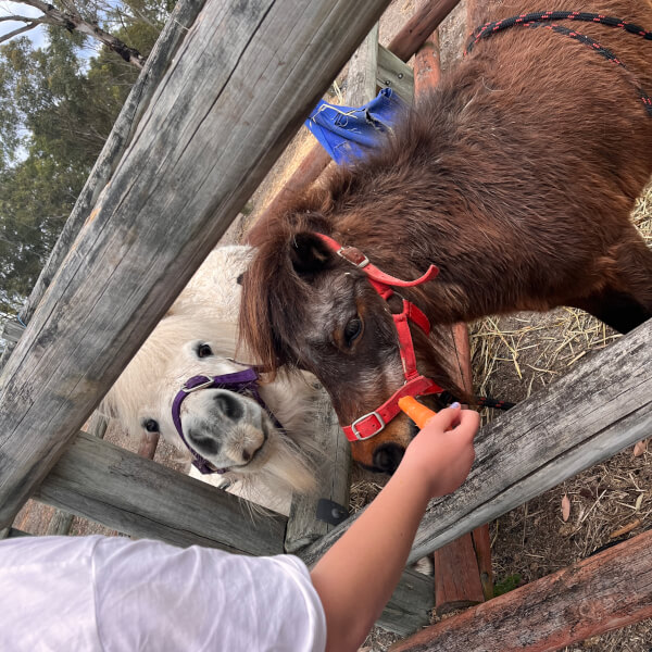 Pony Walking Adventure review by Lisa Projkovski - Sydney