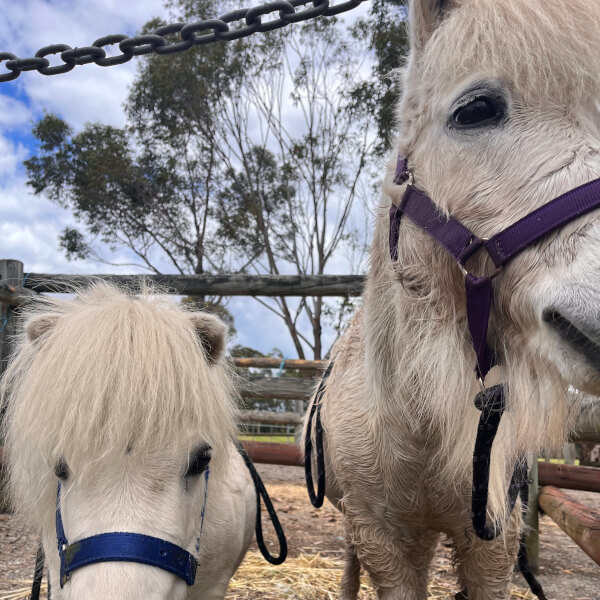 Pony Walking Adventure review by Lisa Projkovski - Sydney