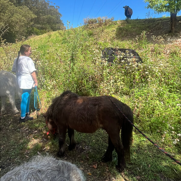 Pony Walking Adventure review by Lisa Projkovski - Sydney