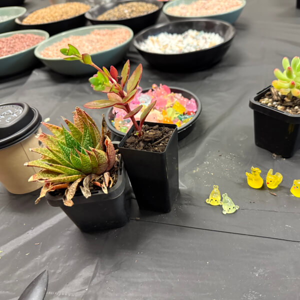 Serene Terrarium Workshop for Beginners review by Dylan Cohen - Melbourne