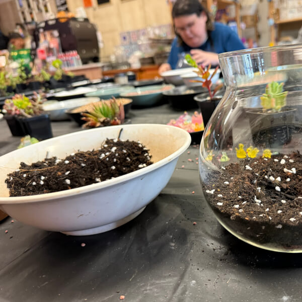 Serene Terrarium Workshop for Beginners review by Dylan Cohen - Melbourne